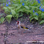 European Goldfinch