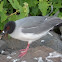 Swallow-tailed Gull