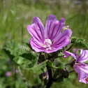 common mallow; malva común