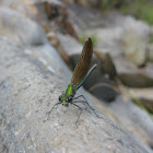 Beautiful Demoiselle
