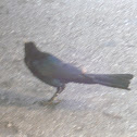 American Crow