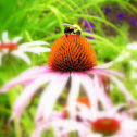 Bumblebee