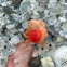Spider Mite