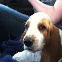 Basset Hound