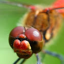 Ruddy darter