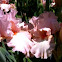 Peach Iris