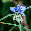 Spiderwort
