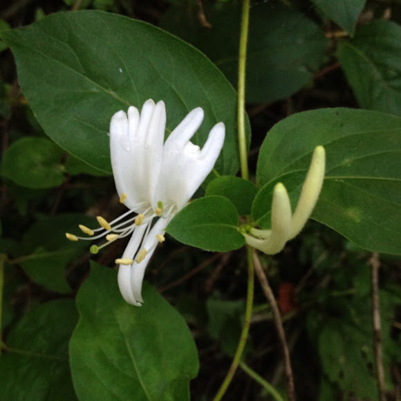 Spotting Image 1