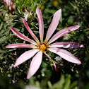 Clavel del Aire