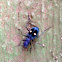 Montane tiger beetle