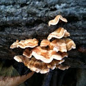 Stereum complicatum (crowded parchment)