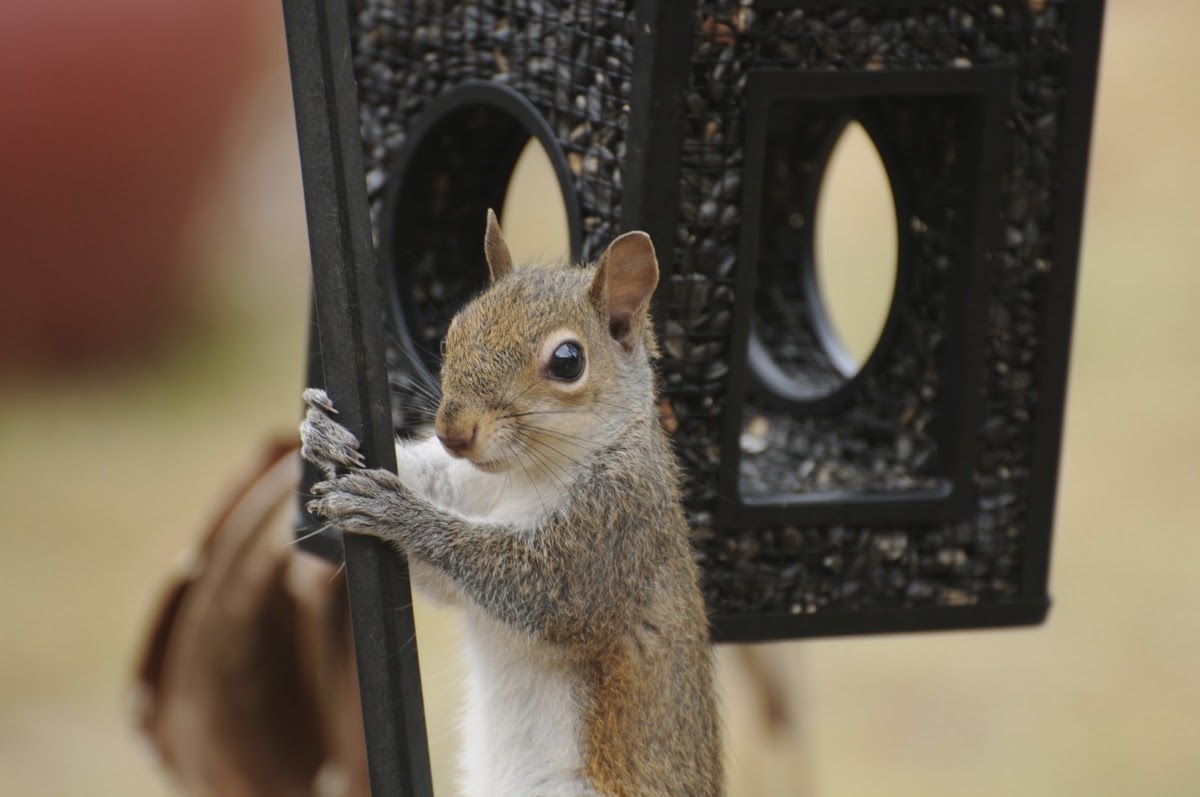 Eastern Gray Squirrel