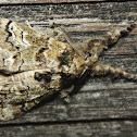 Hair-ball Moth
