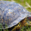Eastern Box Turtle