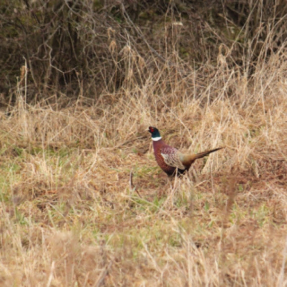 Spotting Image 1