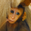 Long-tailed Macaques
