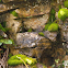Moss