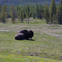 American Bison