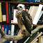 Broad-winged Hawk