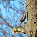 Eurasian nuthatch