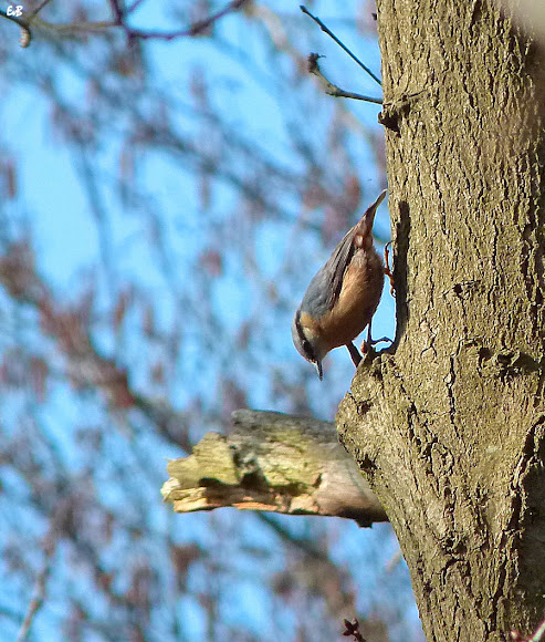 Spotting Image 1
