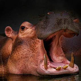 by Charliemagne Unggay - Animals Other Mammals