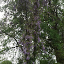 Wisteria