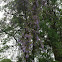 Wisteria