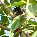 Red-vented Bulbul