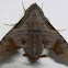 Mournful Sphinx Moth
