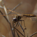 Variegated Meadowhawk Dragonfly