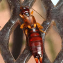 common earwig