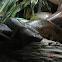 Green anaconda
