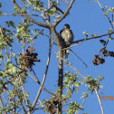 Nuttall's Woodpecker (Female)