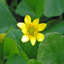 Lesser Celandine