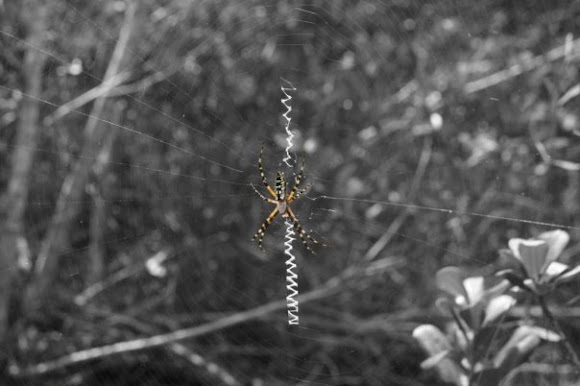Spotting Image 1