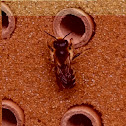 Mining bee