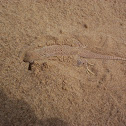 Colorado Desert Fringe-toed Lizard