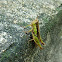 Grasshopper