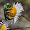 Sweat Bee