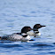 Common Loon