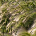 Foxtail