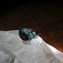 Tortoise Beetle