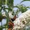 Small Tortoiseshell