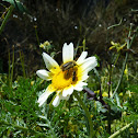 Tropinota squalida and a small bee