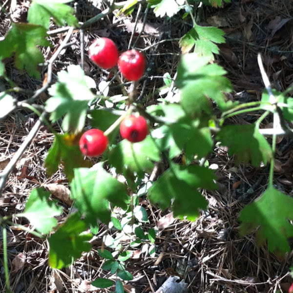 Parsley Leaf Hawthorn Project Noah