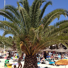 palmera canaria