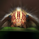 Yellow hairy caterpillar