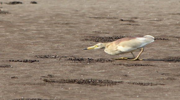 Spotting Image 1