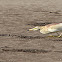 Indian Pond Heron